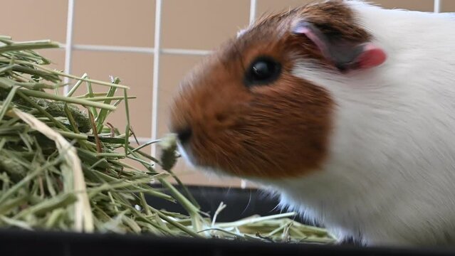 American cavy guinea pig eating hay with defocused cage in the background