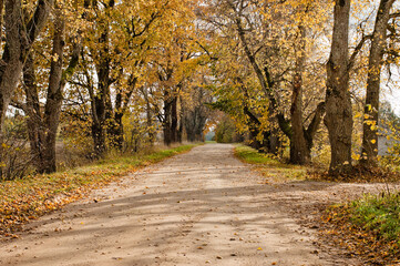 rural road in autumn,autumn landscape in the photo, an alley of trees with crumbling leaves