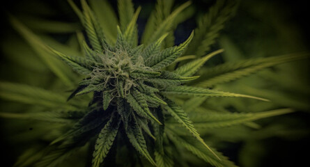 Cannabis Plants