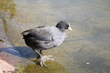 Fulica atra in Hyde Park in London, England Great Britain