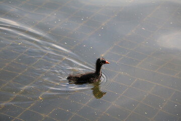 Fulica atra chicks in Hyde Park in London, England Great Britain