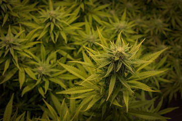 Cannabis Plants