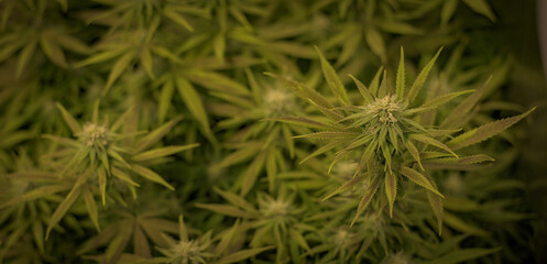 Naklejka na ściany i meble Cannabis Plants