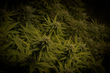 Cannabis Plants