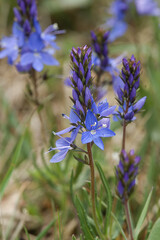 Closeup on the brtight blue flowers of the rare prostrate speedwell, Veronica prostrata in the field