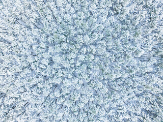 Aerial view of winter forest, snow covered trees. Winter landscape concept, beautiful view of winter forest recorded from drone. Drone view of the snowy forest.