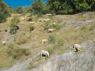 Flock of sheep grazing on a mountain, wild area. Sheep and lamb eating grass in the herd. Farming...