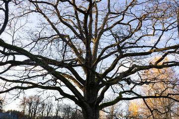 Oak in The State museum-reserve of Alexander Pushkin Mikhailovskoye. Last autumn