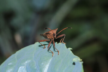 Halyomorpha Halys insect macro photo
