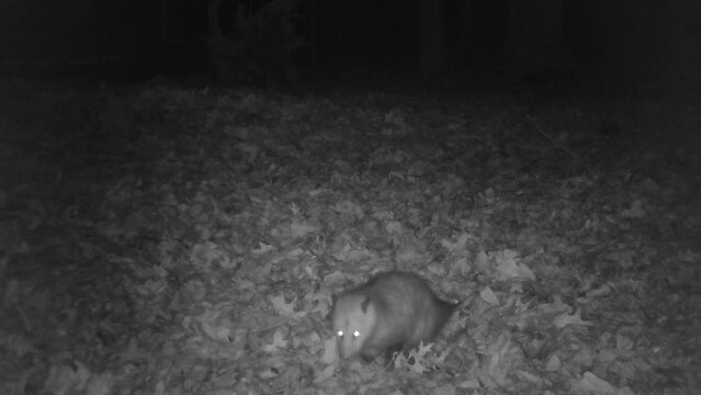 wild opossum looking for food in forest at night