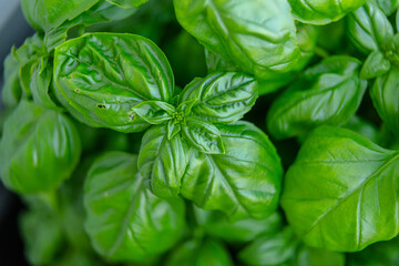 Basil Ocimum basilicum in a garden at summer.