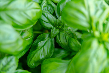 Basil Ocimum basilicum in a garden at summer.