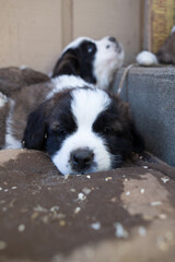 Saint Bernard Puppies