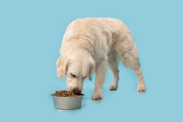 Golden retriever dog eating dry food from bowl isolated over blue background, studio shot. copy...