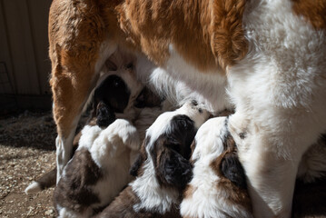 Saint Bernard Puppies