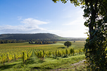 Regimented rows of vines early after sunrise on a sunny day in Autumn, close to Box Hill in Surrey Hills, Dorking