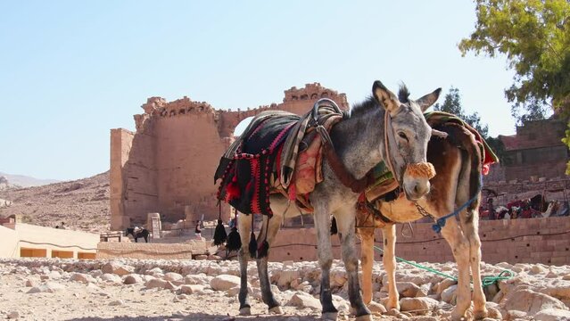 Close up twp beautiful donkeys with colorful decorations rest in Petra historical landmark in hot sunny day