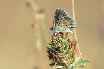 Macro of a Beautiful Butterfly