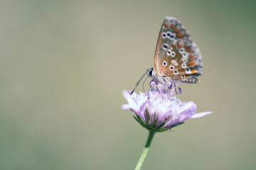 Macro of a Beautiful Butterfly Perched on a Flower