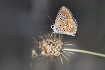 Macro of a Beautiful Butterfly