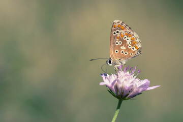 Fototapeta na wymiar Macro of a Beautiful Butterfly Perched on a Flower