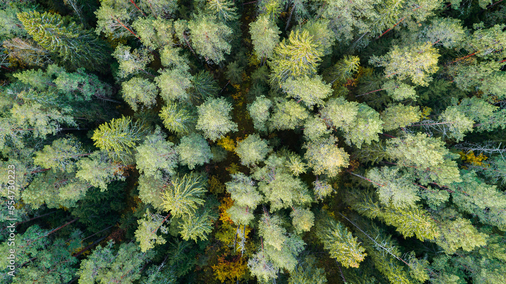 Poster aerial view of green summer forest аrom above. picture taken using the copter. top view