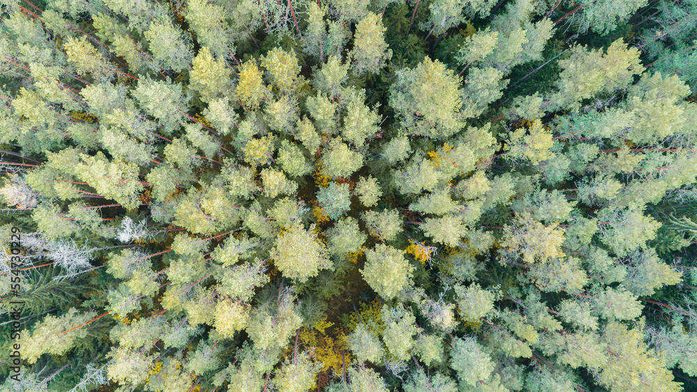 Poster aerial view of green summer forest аrom above. picture taken using the copter. top view