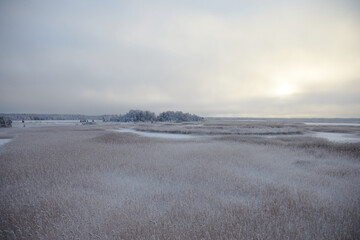 Fototapeta na wymiar Winter landscape with a frozen reed on the lake and some trees on the horizon, selective focus