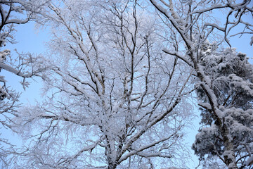 Winter view on trees covered with hoar frost and snow, selective focus