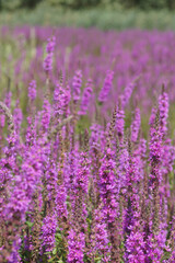 Obraz premium Natural landscape with an overwhelming aggregation of bolossoming Purple loosestrife , Lythrum salicaria