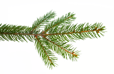 Gałązka świątecznej choiniki, PNG, przezroczyste tło,  gałąź, igły, świerk, 