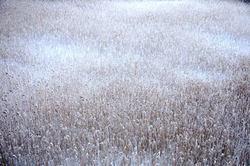 Dried reed in the lake covered with hoar frost and snow, selective focus