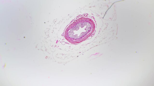 Human ureter in cross section filmed under light micrograph 40x on white background. Macro footage of organ which propel urine from the kidneys to the urinary bladder. Investigating anatomy in the lab