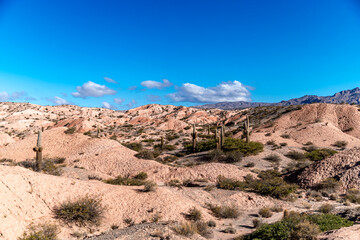 Fototapeta na wymiar mountain landscape with cacti in south america