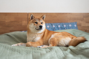 Shiba inu dog is lying on the bed