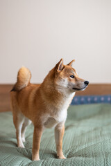 Shiba inu dog is lying on the bed