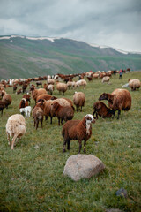 Obraz premium a large herd of sheep grazing on a green pasture in the mountains. Sheep breeding in mountainous regions is the main business of nomadic small peoples