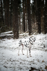 junger Dalmatiner (Hund) steht im verschneiten Wald im Winter