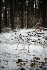 junger Dalmatiner (Hund) steht im verschneiten Wald im Winter