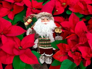 Santa Claus toy between the red Christmas flowers on a dark wooden floor 