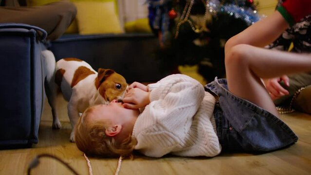 Cute dog licks a happy child lying on the floor near the Christmas tree