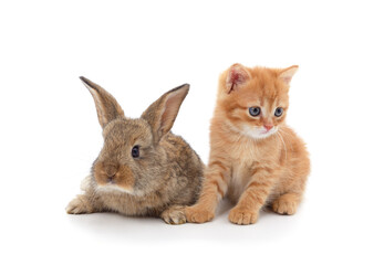 Kitten with a rabbit.
