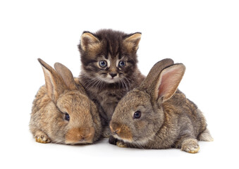 Obraz premium Two little rabbits with a kitten.
