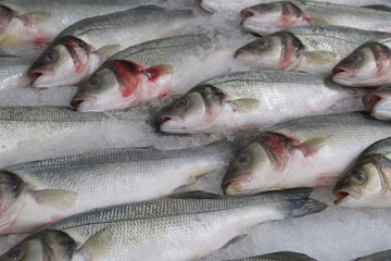 Gutted trout fishes isolated on white background.