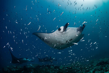 Diving with giant creatures manta rays in deep Indian Ocean on Maldives