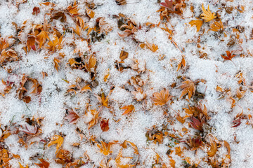detail of leaves at the meadow in winter covered with snow and ice