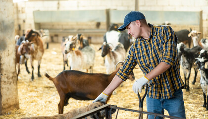 Positive interested farmer, engaged in breeding of domestic goats, standing in shelter with his...