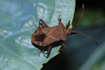 Halyomorpha Halys insect macro photo