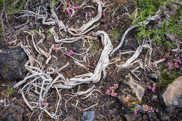 Vast landscape of Craters of the Moon National Monument and Preserve near Arco, Idaho