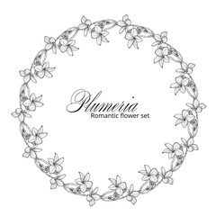 Graphic plumeria. Floral composition. Plumeria. Vector flowers. 